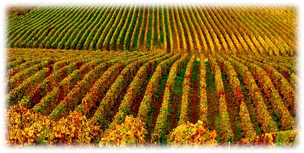 Description: French Wine Regions